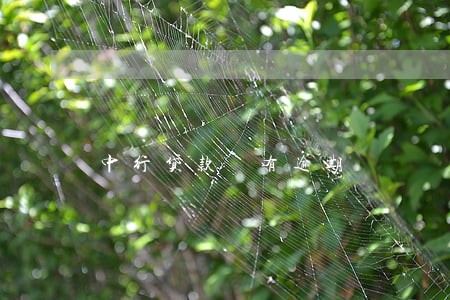 中行贷款 有逾期 中行贷款 有逾期